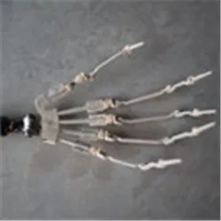 Finger -Skelett